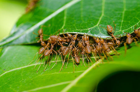 绿色性质的红蚂蚁团队合作水平橙子红色漏洞宏观昆虫损害工人生物野生动物图片