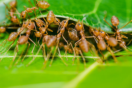 绿色性质的红蚂蚁团队合作生物漏洞水平工人野生动物红色损害昆虫橙子宏观图片