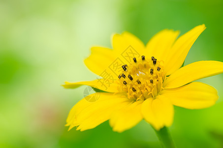 绿绿色的小黄金星花园草地黄色植物季节热情橙子叶子礼物活力图片