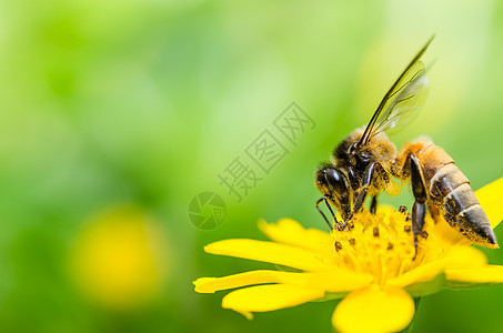 绿性蜜蜂宏观荒野黄色工人绿色蜂蜜翅膀动物花粉昆虫团队图片
