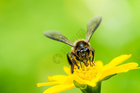 绿性蜜蜂宏观蜂蜜花粉黄色工人团队动物眼睛荒野绿色昆虫图片