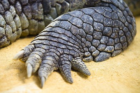 鳄鱼用爪子休息的细节图片