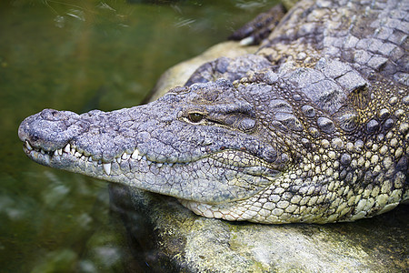 动物园的鳄鱼 西班牙人图片