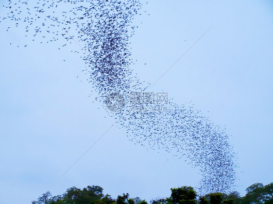 蝙蝠部落团体食虫航班野生动物森林动物黑色天空民众图片