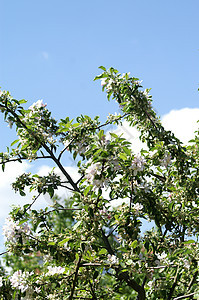 春季春天蓝色植物学天空自然植物植物群农村季节国家叶子图片