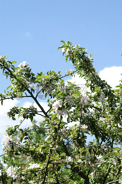 春季春天蓝色植物学天空自然植物植物群农村季节国家叶子图片