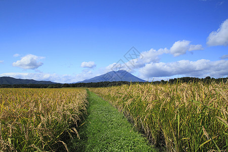 Mt Iwate和稻田景观农田天空粮食土地金子蓝色蓝天绿色农场食物图片