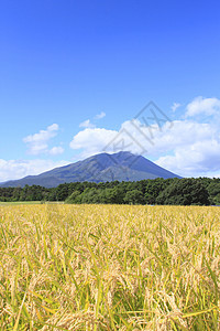 Mt Iwate和稻田景观金子食物农场粮食蓝色蓝天绿色土地农田天空图片