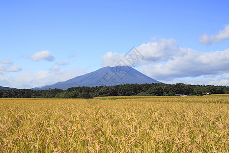 Mt Iwate和稻田景观土地金子蓝天天空农场农田绿色食物蓝色粮食图片