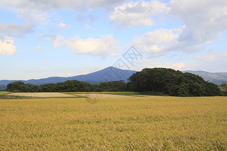 希梅卡米山和稻田景观农场蓝色金子场地土地农田蓝天食物天空粮食图片