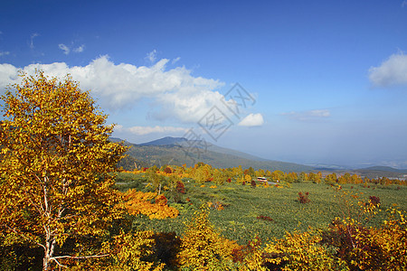 哈奇曼泰的多彩叶子季节性植物蓝天黄色森林地平线路线木头旅游树叶图片