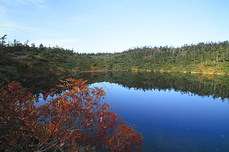 哈奇曼泰的多彩叶子植物黄色池塘旅游木头森林蓝天季节性地平线树叶图片