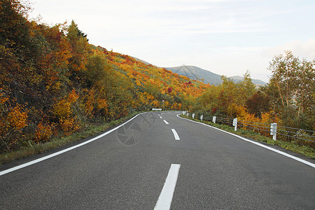 彩色叶叶和道路旅游路线地平线森林季节性植物树叶蓝天木头黄色图片