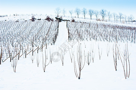 托斯卡纳 冬天的酒厂农场场地水果藤蔓季节种植园国家休息农业酿酒师图片
