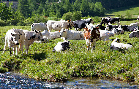 奶牛和意大利阿尔卑斯山牧场场地农场石头山脉国家旅游岩石牛奶爬坡图片