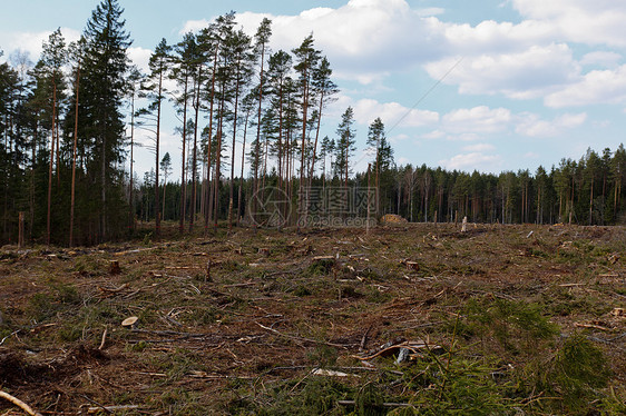 砍伐森林木头环境木材树干日志树木树桩生态图片