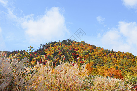 哈奇曼泰的多彩叶子地平线树叶黄色季节性植物旅游蓝天森林木头图片
