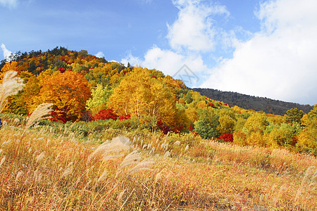 哈奇曼泰的多彩叶子黄色季节性旅游地平线植物蓝天森林木头树叶图片