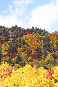 哈奇曼泰的多彩叶子季节性蓝天植物黄色地平线木头树叶森林旅游图片