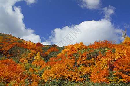 哈奇曼泰的多彩叶子黄色旅游地平线木头树叶森林植物蓝天季节性图片
