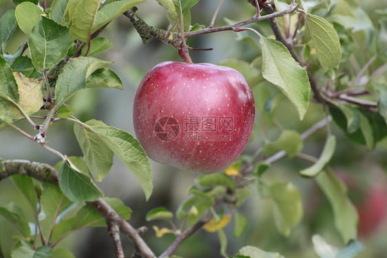苹果树枝上的红苹果叶子植物甜点水果食物果汁绿色红色农业花园图片