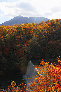 松川谷的多彩树叶地平线植物旅游木头季节性溪流森林图片