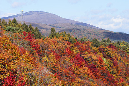 松川谷的多彩树叶溪流季节性植物旅游森林木头地平线图片