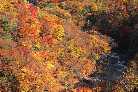 松川谷的多彩树叶季节性黄色木头植物旅游森林地平线溪流图片