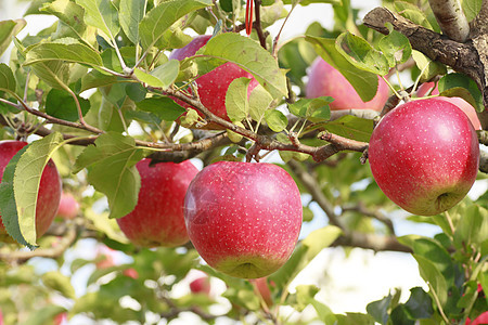 苹果树枝上的红苹果绿色甜点果汁食物水果农业花园植物红色叶子图片