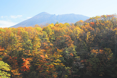 彩色叶子和伊瓦特山森林树叶植物季节性蓝天木头旅游地平线黄色图片