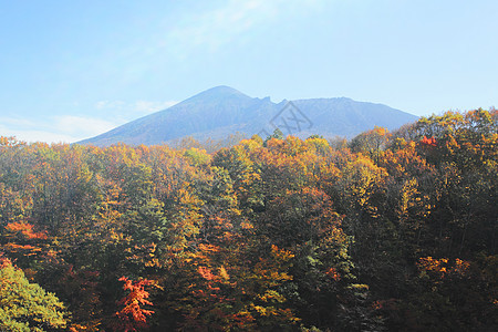 彩色叶子和伊瓦特山地平线森林黄色旅游季节性植物木头树叶蓝天图片