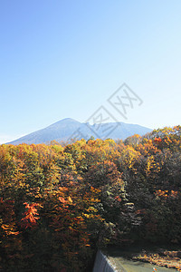 彩色叶子和伊瓦特山树叶季节性黄色溪流植物森林地平线旅游木头图片