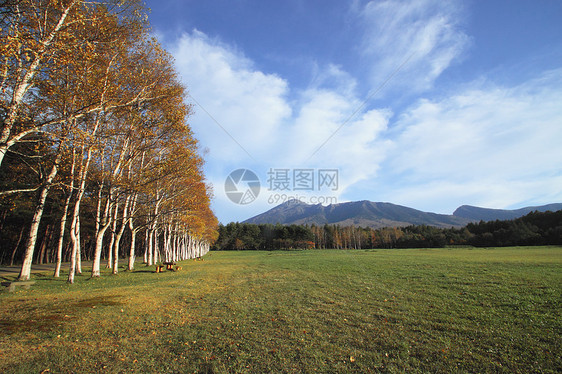 彩色叶子和伊瓦特山木头季节性树叶旅游地平线黄色森林植物图片