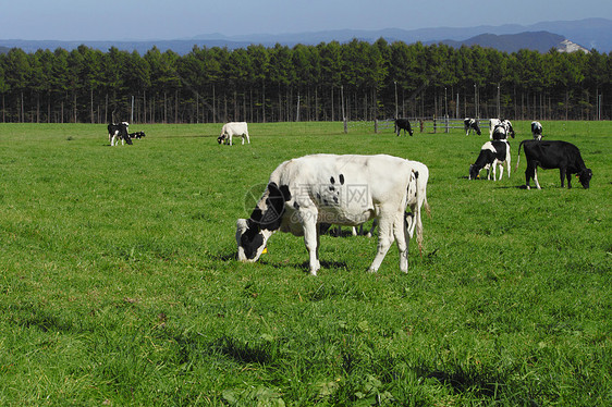 牛田中的牛蓝色黑与白水平场地农业农场蓝天绿色动物天空图片