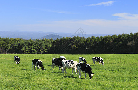 牛田中的牛蓝色动物黑与白绿色场地天空蓝天农业水平农场图片
