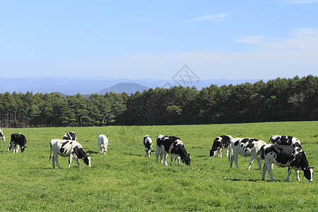 牛田中的牛蓝色农场蓝天天空动物黑与白绿色水平农业场地图片