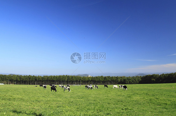 牛田中的牛天空动物农场绿色黑与白蓝色场地水平蓝天农业图片