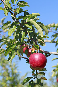 苹果树枝上的红苹果果汁花园红色植物叶子食物绿色水果蓝天甜点图片