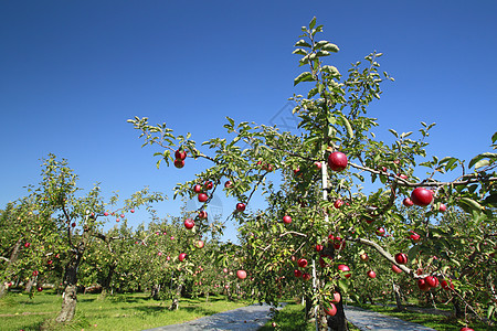 苹果树枝上的红苹果农业植物花园绿色食物叶子甜点红色蓝天水果图片