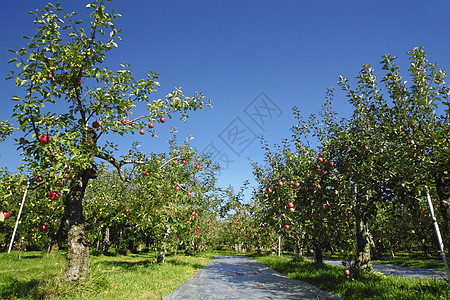 苹果树枝上的红苹果植物农业绿色蓝天食物果汁甜点叶子水果花园图片
