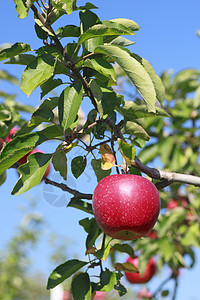 苹果树枝上的红苹果植物农业花园果汁甜点叶子水果食物红色绿色图片