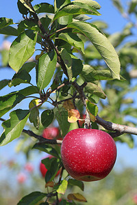 苹果树枝上的红苹果食物叶子农业甜点植物水果花园果汁绿色红色图片