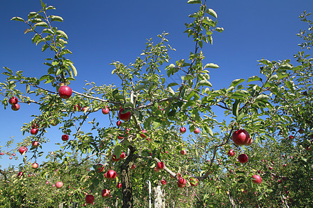 苹果树枝上的红苹果红色绿色农业水果果汁植物花园甜点食物叶子图片
