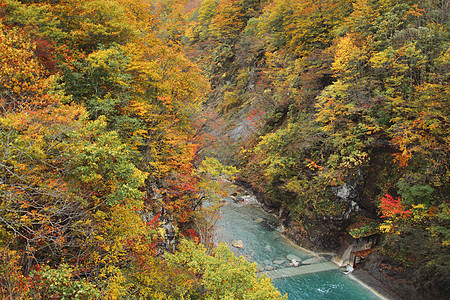 秋叶和秋叶颜色森林季节溪流叶子黄色树木绿色季节性红色图片