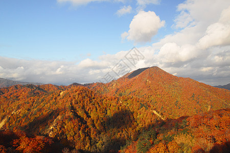 杉川和秋叶颜色图片