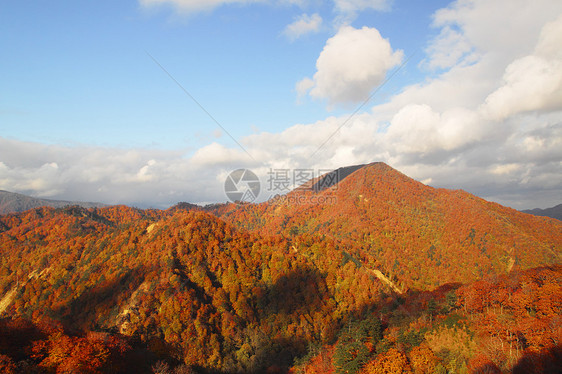 杉川和秋叶颜色图片