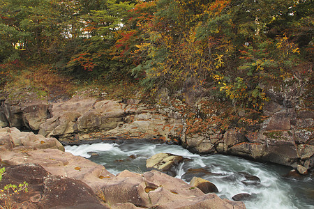 秋叶和秋叶颜色黄色绿色树木叶子森林季节性季节溪流红色图片