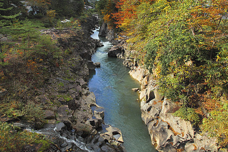 秋叶和秋叶颜色树木红色季节性季节绿色溪流叶子黄色森林图片
