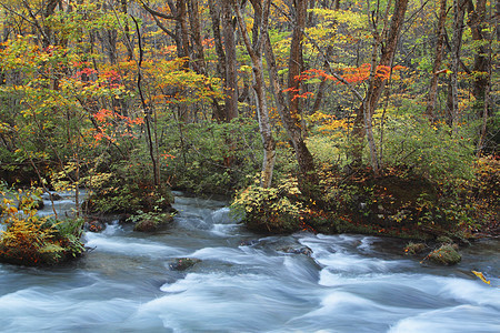 Oirase河秋光颜色叶子瀑布橙子企流公园溪流苔藓岩石石头季节图片
