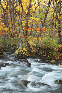 Oirase河秋光颜色季节石头溪流叶子企流橙子公园岩石苔藓瀑布图片